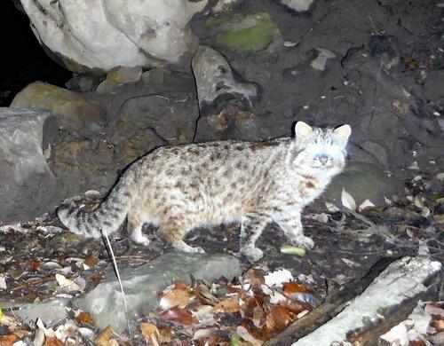 ツシマヤマネコの生息数「回復傾向」シカ対策などで生息域が広がったか…国内は長崎県の離島・対馬のみ生息（読売新聞オンライン）