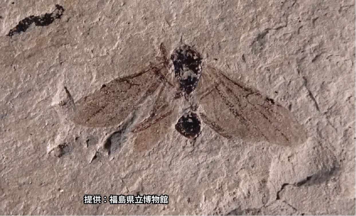 新種のアリの化石見つかる　１０００～１３００万年前の地層から発見(福島)（KFB福島放送）